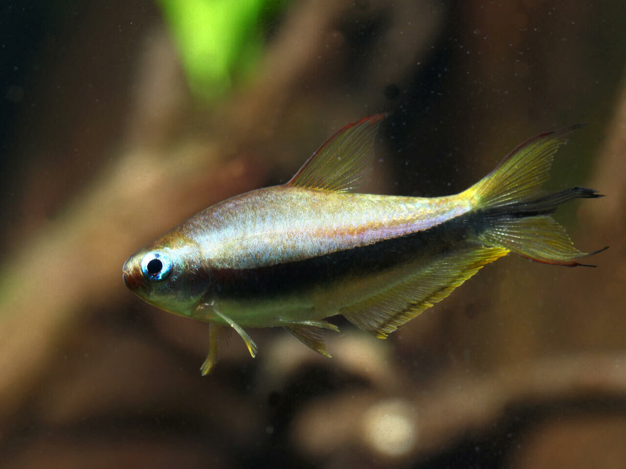Imagem do Tetra Imperador